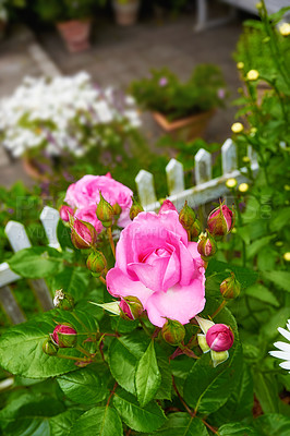 Buy stock photo Beautiful pink rose budding on a tree in a backyard garden. Closeup of a pretty summer flower growing in nature from above. Petals blossoming on floral plant. Flowerhead blossoming in a park in spring