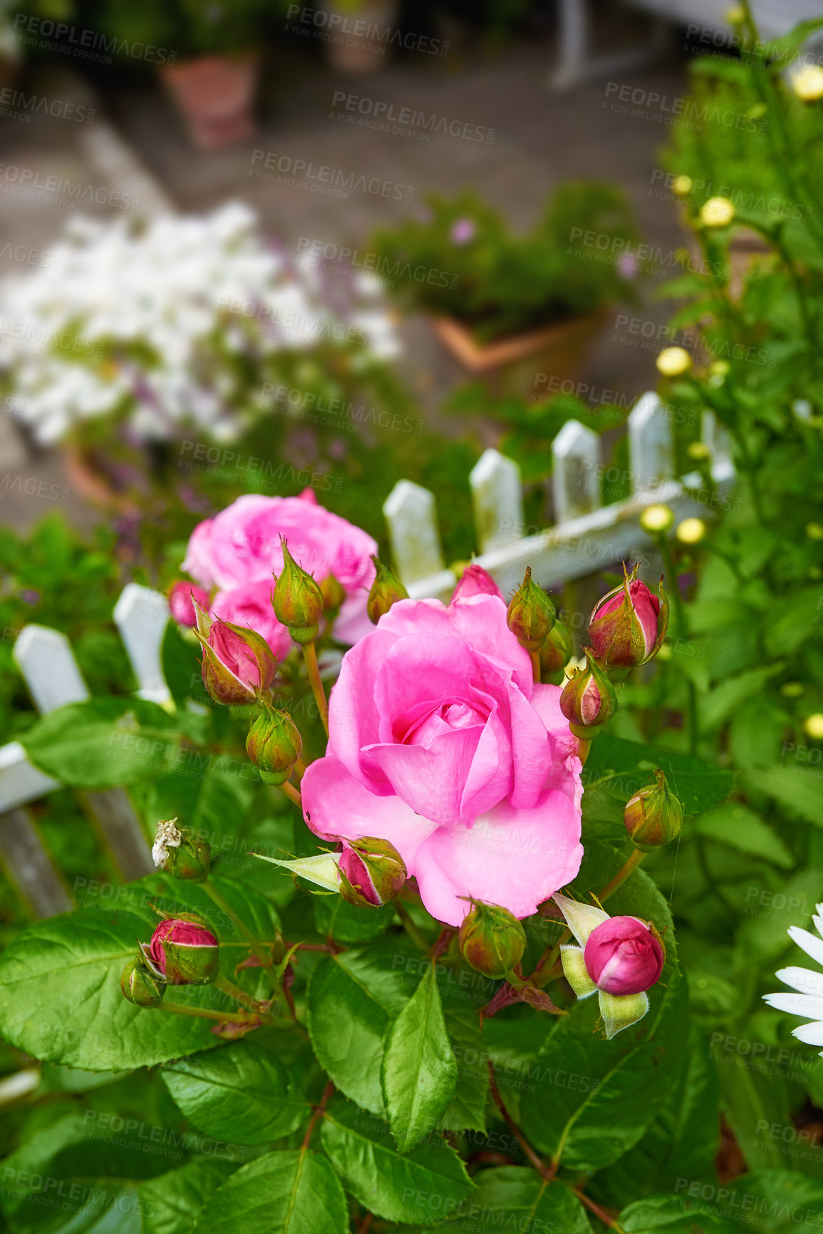 Buy stock photo Beautiful pink rose budding on a tree in a backyard garden. Closeup of a pretty summer flower growing in nature from above. Petals blossoming on floral plant. Flowerhead blossoming in a park in spring