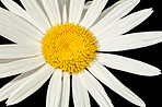 Daisy - Marguerite