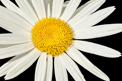 Buy stock photo Garden photos - the beautiful Daisy - Marguerite 