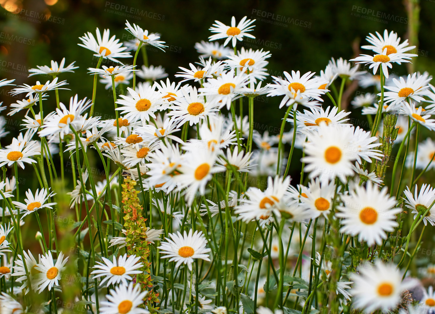 Buy stock photo Garden photos - the beautiful Daisy - Marguerite 