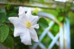 White Clematis