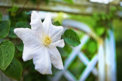 Buy stock photo White Clematis flower outdoors in backyard home garden. Closeup of a flowerhead against a blurred lush green background in spring or summer. A beautiful plant growing on a botanical lawn in nature