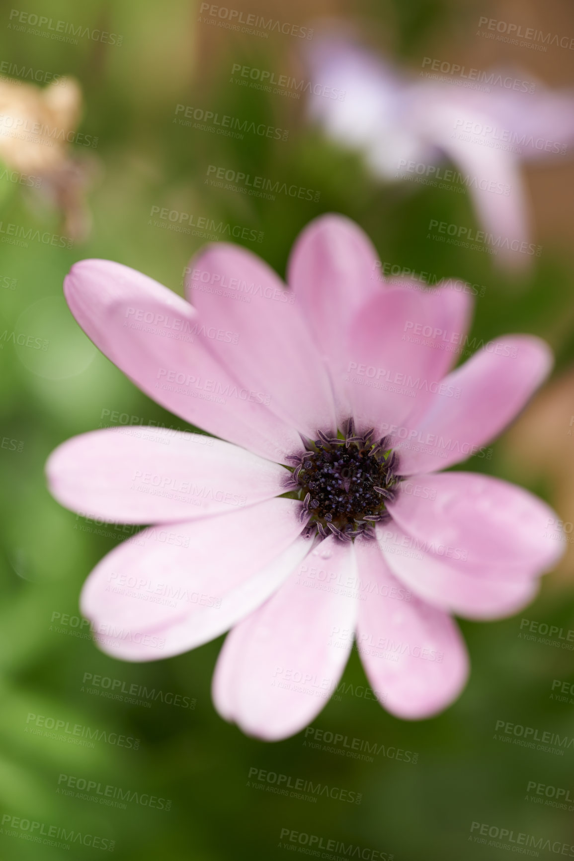 Buy stock photo Closeup of a single pink daisy flower against a blurred green background in spring. Top view of one purple wild flower in a field or park outside. New seasonal growth in a botanical garden in nature