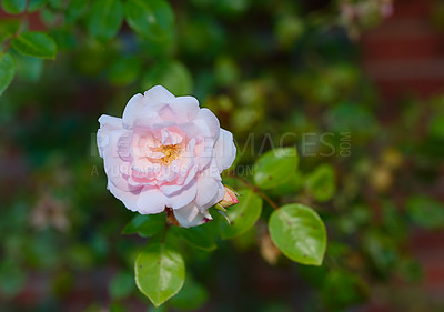 Buy stock photo Closeup of a single pink rose growing and blooming in spring. Top view of one purple wild flower in a field or park outside. New seasonal growth in a botanical garden in nature from above