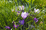 Beautiful crocus