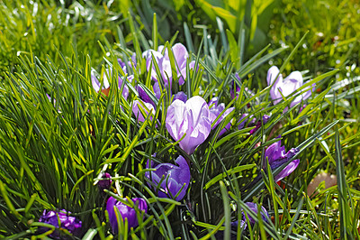 Buy stock photo Closeup of purple crocus flowers growing in a lush green botanical garden outside on a sunny day. Scenic landscape background of beautiful plants blossoming and blooming on a grass field in nature