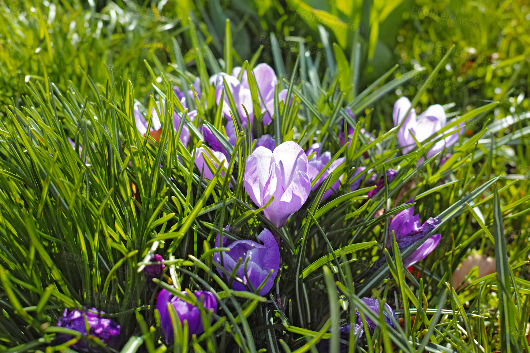 Buy stock photo Closeup of purple crocus flowers growing in a lush green botanical garden outside on a sunny day. Scenic landscape background of beautiful plants blossoming and blooming on a grass field in nature