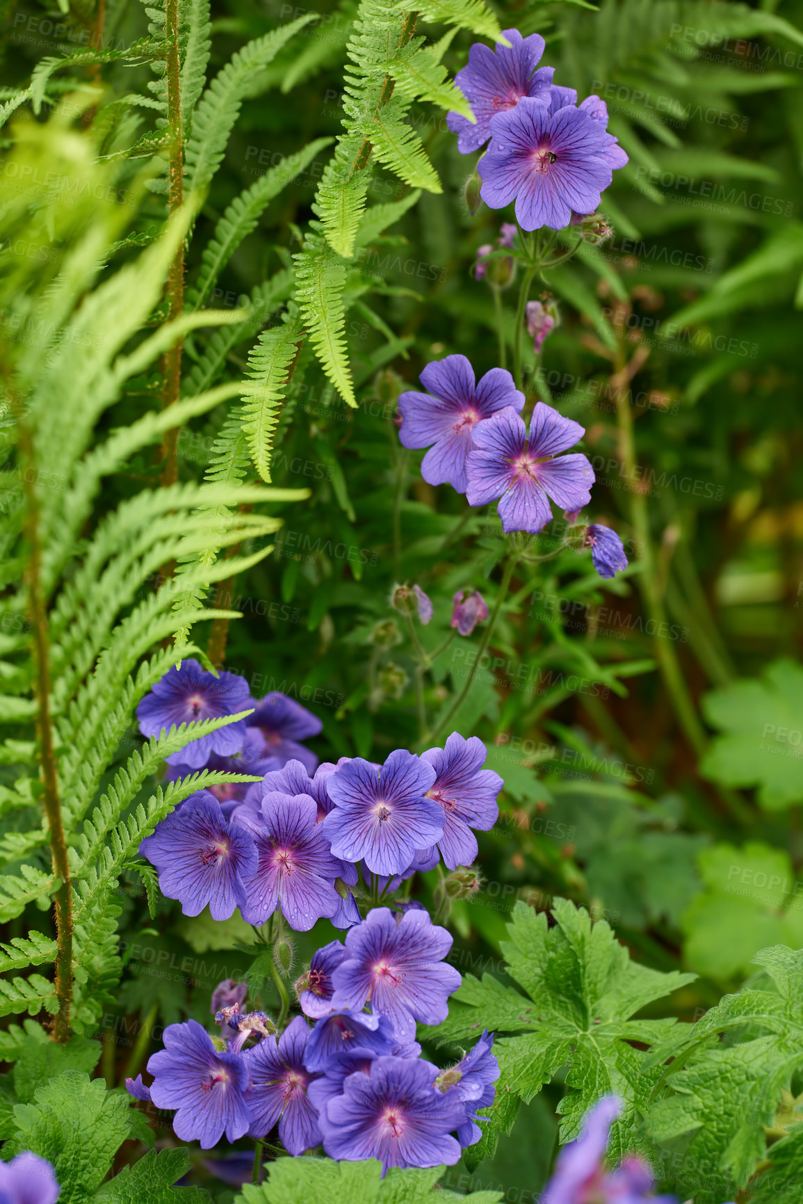 Buy stock photo Closeup of vibrant, wild, purple meadow cranesbill flowers blossoming and growing in a remote field, forest, woods or home garden. Group of delicate, fresh plants blooming and flowering in a backyard