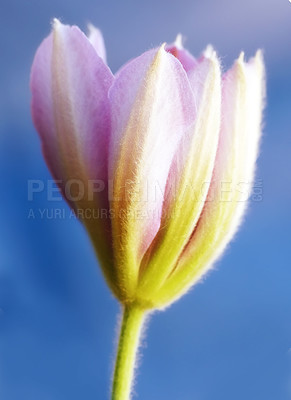 Buy stock photo Closeup of a vibrant and pink clematis flower blossoming against a blue background. One delicate, fresh plant growing, blooming and flowering in a remote field and forest or home garden and backyard