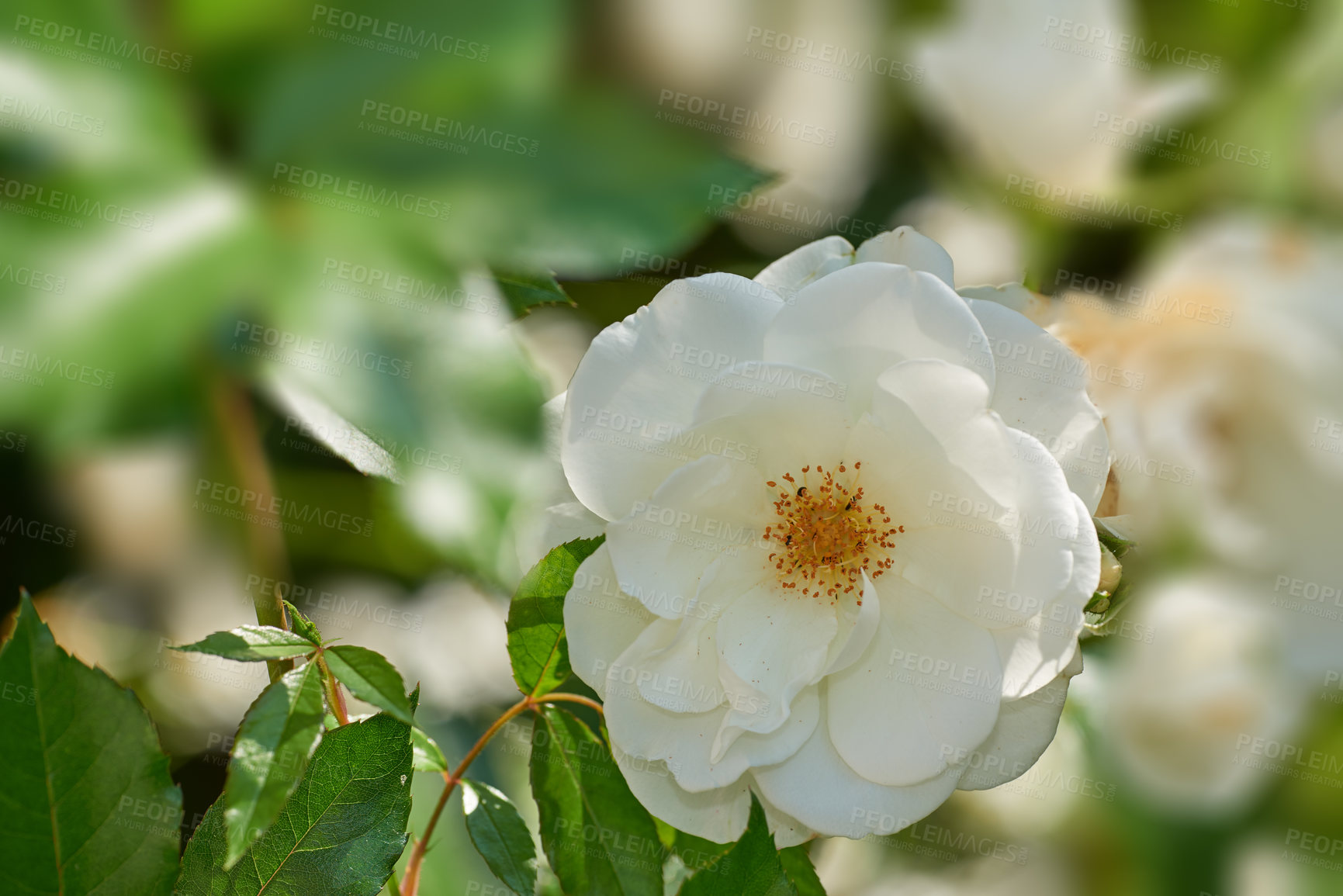 Buy stock photo Closeup of a single white rose growing in an arboretum. Flowering bush in a park outside against a blurred background. Seasonal blooms in a botanical garden. Woody plants cultivated in the backyard
