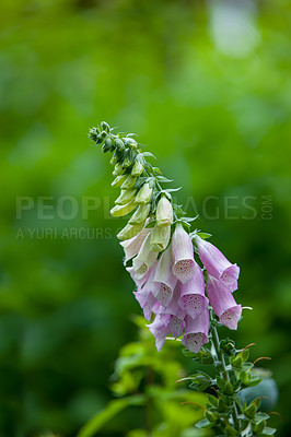 Buy stock photo Closeup of vibrant, purple or pink foxglove flowers blossoming and growing in a remote field or home garden. Group of delicate, fresh summer plants blooming on a green stem in a backyard