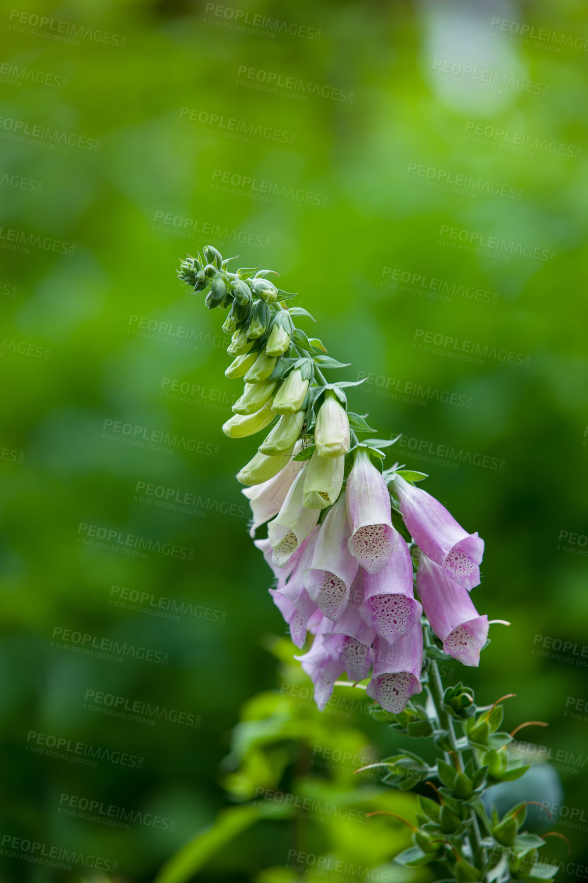 Buy stock photo Closeup of vibrant, purple or pink foxglove flowers blossoming and growing in a remote field or home garden. Group of delicate, fresh summer plants blooming on a green stem in a backyard