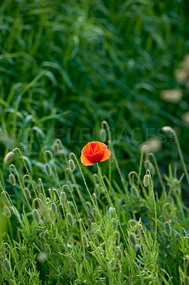 Buy stock photo Poppy, bloom and autumn bush in nature garden with red, flower or blossom for morning growth. Environment, floral plant and botany, petals and landscape in field for ecology or countryside ecosystem