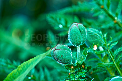 Buy stock photo Flower, poppies and green with leaves in garden for natural growth, blooming or bud in nature. Empty, greenery and plant with sprout, stem or petal for season, spring or wildflower in rainforest