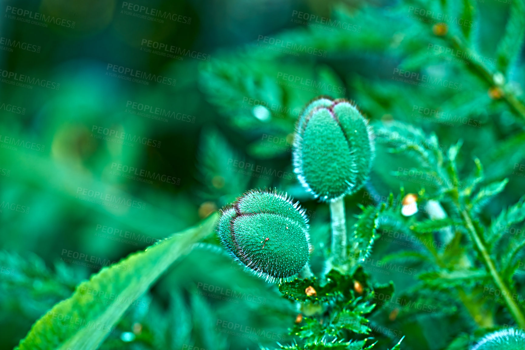 Buy stock photo Flower, poppies and green with leaves in garden for natural growth, blooming or bud in nature. Empty, greenery and plant with sprout, stem or petal for season, spring or wildflower in rainforest