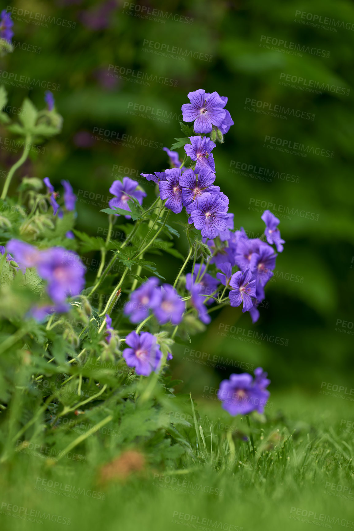 Buy stock photo Beautiful purple flowers in a green garden. Vibrant meadow Cranesbill blooming in spring. Bright flowerheads growing in a park. Gardening Geranium pratense for a colorful and fresh backyard