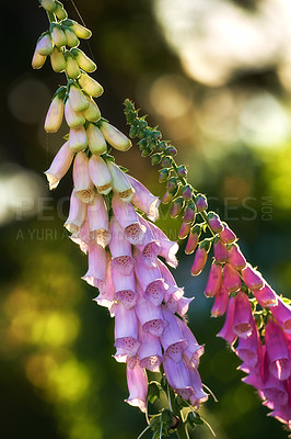 Buy stock photo Closeup of pink foxglove flowers blossoming in a garden. Delicate magenta plants growing on green stems in a backyard or arboretum. Digitalis Purpurea in full bloom on a sunny summer day in nature