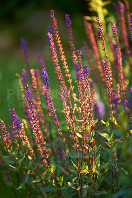 Buy stock photo Closeup of a flowering bush in the backyard in summer. Plant with tall delicate wild blooms growing in a park or arboretum in spring