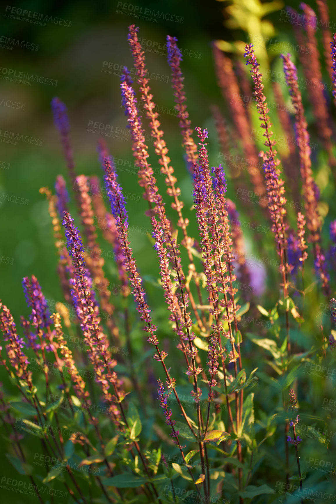 Buy stock photo Closeup of a flowering bush in the backyard in summer. Plant with tall delicate wild blooms growing in a park or arboretum in spring