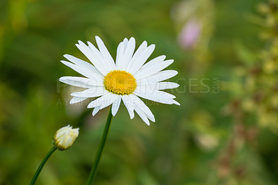 Buy stock photo One daisy flower growing in a field in summer. Marguerite plants blooming on a green field in spring from above. Top view of a white flower blossoming in a garden. Pretty flora flourishing in nature