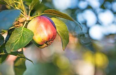 Buy stock photo Summer, apple and organic fruit on tree with leaves and agriculture for sustainable farm. Nature, fresh and healthy food for farming plants, produce growth and natural fiber for nutrition or picking