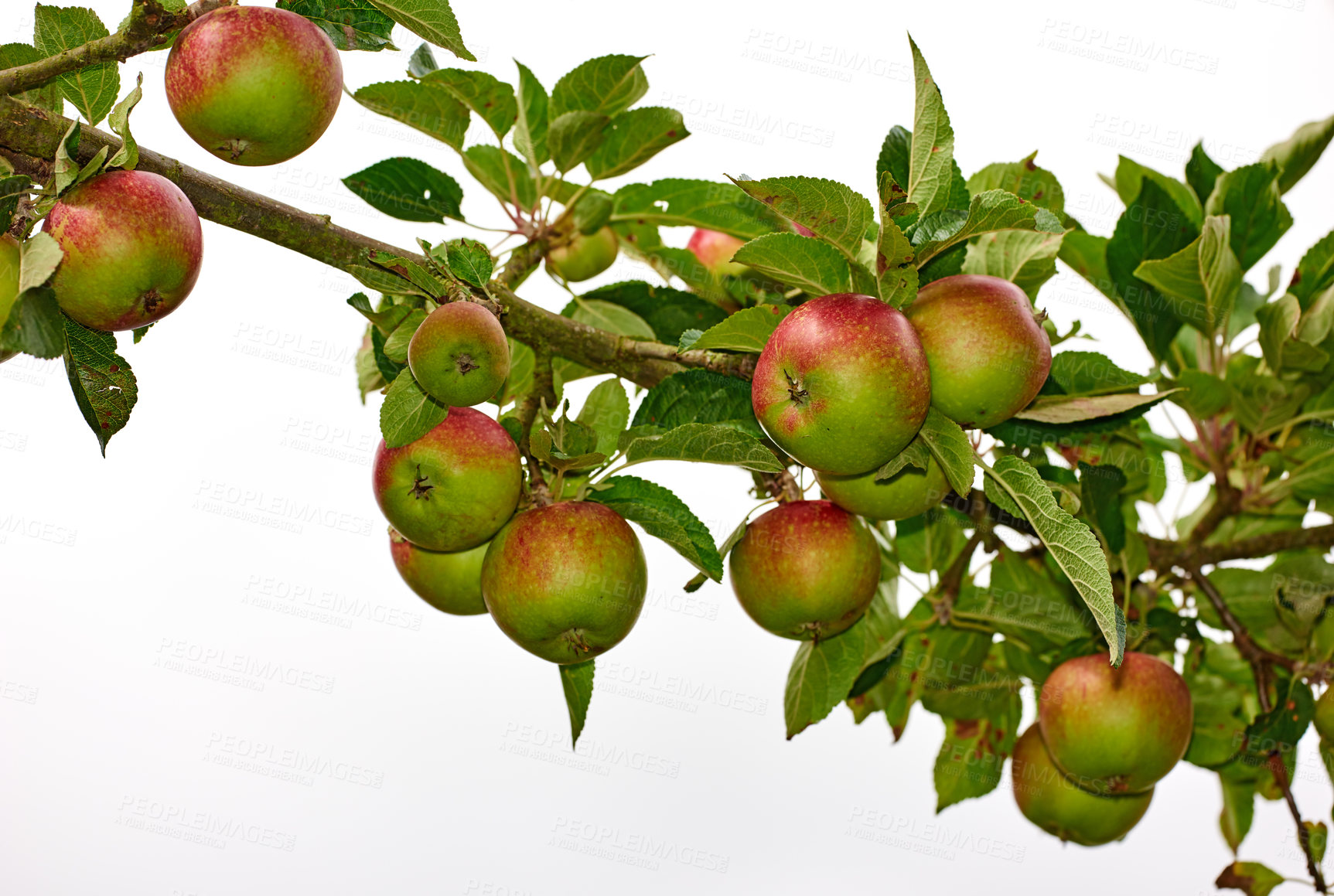 Buy stock photo Branch, apples and organic fruit on tree with leaves and agriculture for sustainable farm. Nature, fresh and healthy food for farming plants, produce growth and natural fiber for nutrition or picking