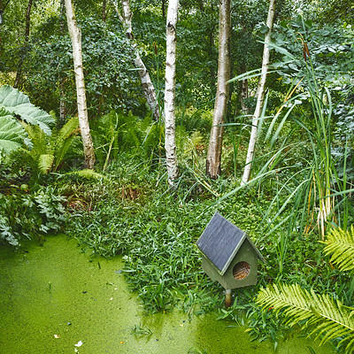 Buy stock photo A tropical green forest pond with a birdhouse. Fresh small algae bloom surrounded by birch wood and green plants. Shot of forest after rain. Small birdhouse on top of water with grass around it. 