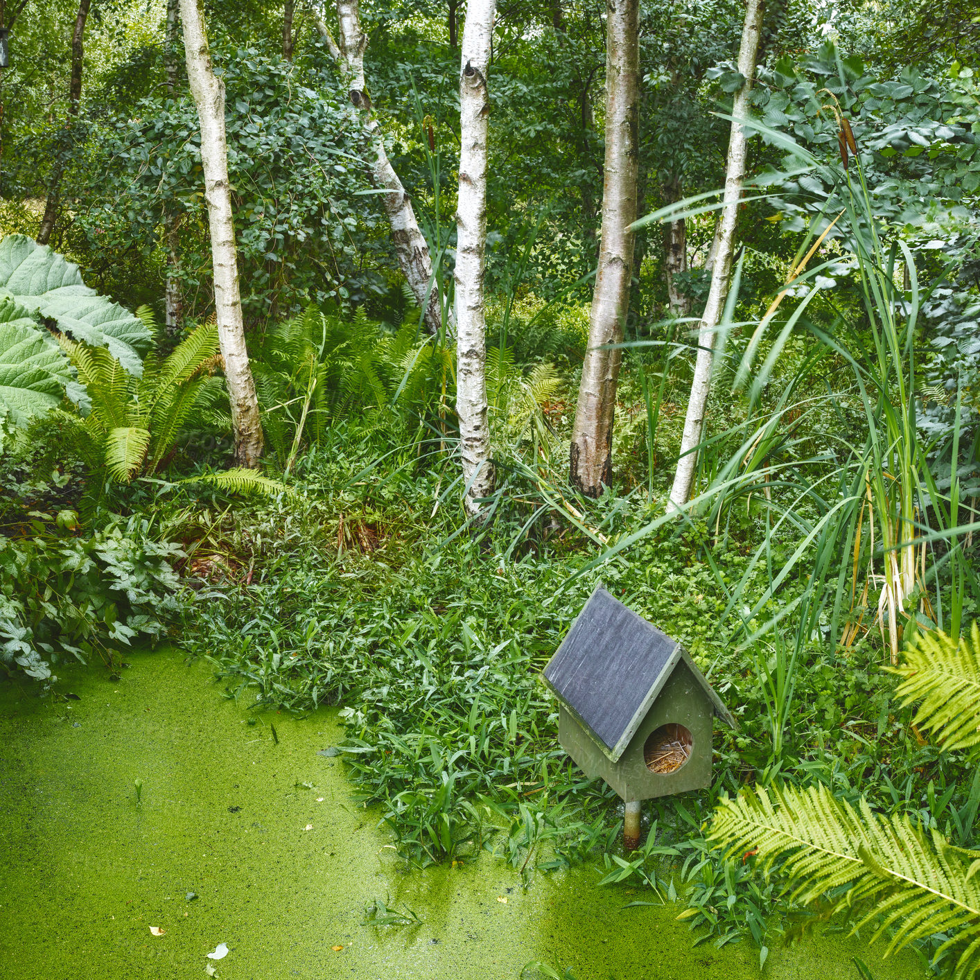 Buy stock photo A tropical green forest pond with a birdhouse. Fresh small algae bloom surrounded by birch wood and green plants. Shot of forest after rain. Small birdhouse on top of water with grass around it. 