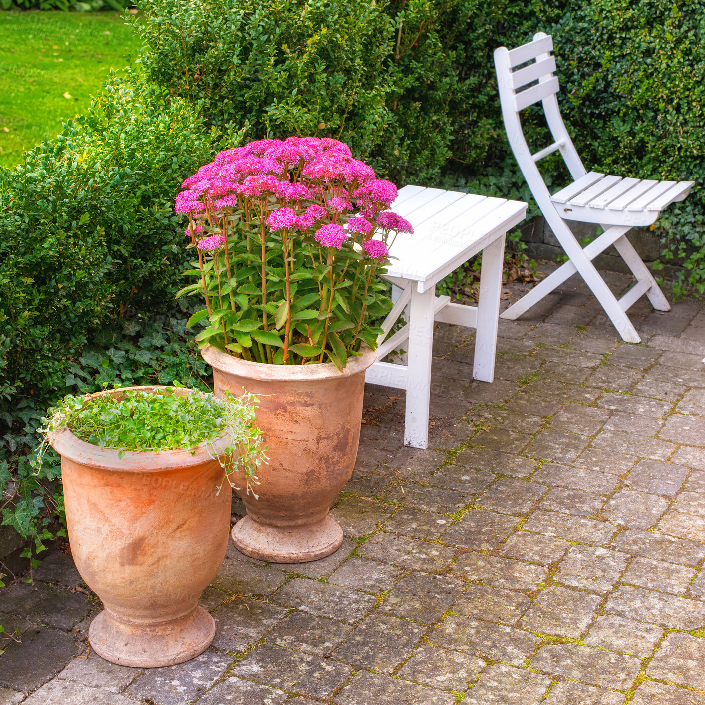 Buy stock photo Vibrant pink orpine growing in a ceramic pot plant in a secluded and private garden courtyard. Relaxing on patio furniture with lush green hedge and bush and hylotelephium telephium backyard flowers