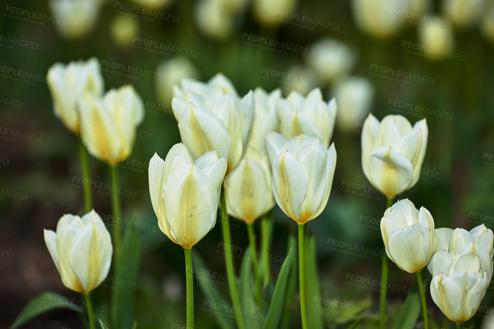 Buy stock photo Tulip, spring plant and nature flower in garden with white, blossom or bloom for morning growth. Beauty, floral bush and fresh, lush petals in forest ecosystem for ecology or botany in countryside