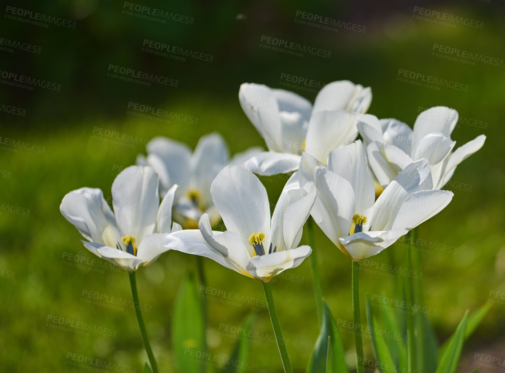 Buy stock photo Tulips, spring flower and nature plant in garden with white, blossom or bloom for morning growth. Environment, floral bush and fresh, lush petals in forest for ecology or botany in countryside