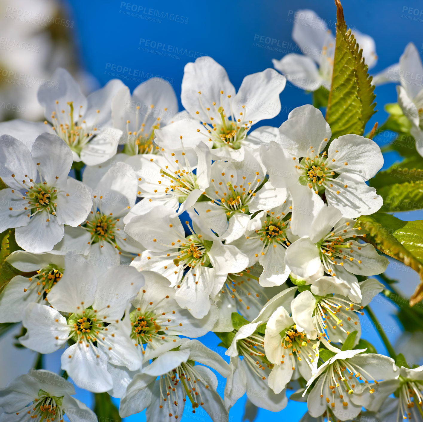 Buy stock photo Blooming Mirabelle plum or Prunus Domestica flower in a garden in springtime. Flowering fruit tree with white flowerheads with a blue sky background on a sunny day. Plants or flora growing outdoors