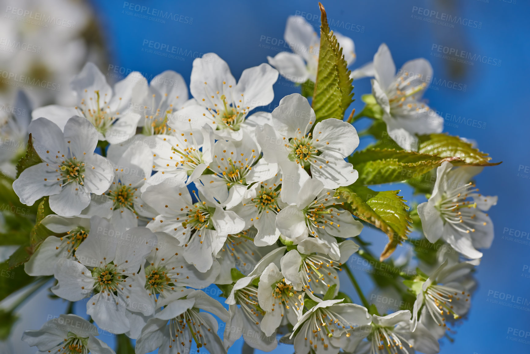 Buy stock photo White Mirabelle or Prunus Domestica flowers blossoming on a plum tree in a garden in springtime from below. Closeup of fresh and delicate fruit plants growing against a blue sky background in the sun