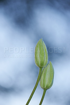 Buy stock photo Closeup of unopened green buds with copy space. Gardening for beginners concept with garden flowers waiting to bloom. Details of the growth development process of a clematis flower on blur background