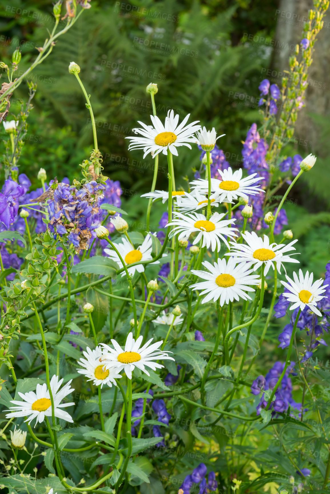 Buy stock photo Daisy flowers growing in a green botanical garden. Marguerite flowering plants blossoming on a green grassy field in spring from above. Top view of white flowers blooming in a garden in summer