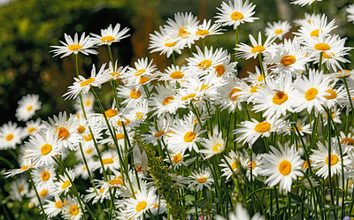 Buy stock photo Daisy flowers growing in a scenic green botanical garden. Flowering plants flourishing on grassy field in spring. Bright white flowers blooming in a garden In summer. Pretty flora in nature