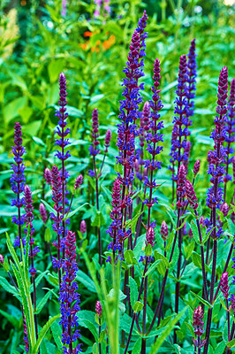 Buy stock photo Foxgloves in full bloom in a lush backyard in summer. Digitalis purpurea growing in a botanical garden in nature. Flowering plants blossoming in a green grassy field. Flora blooming