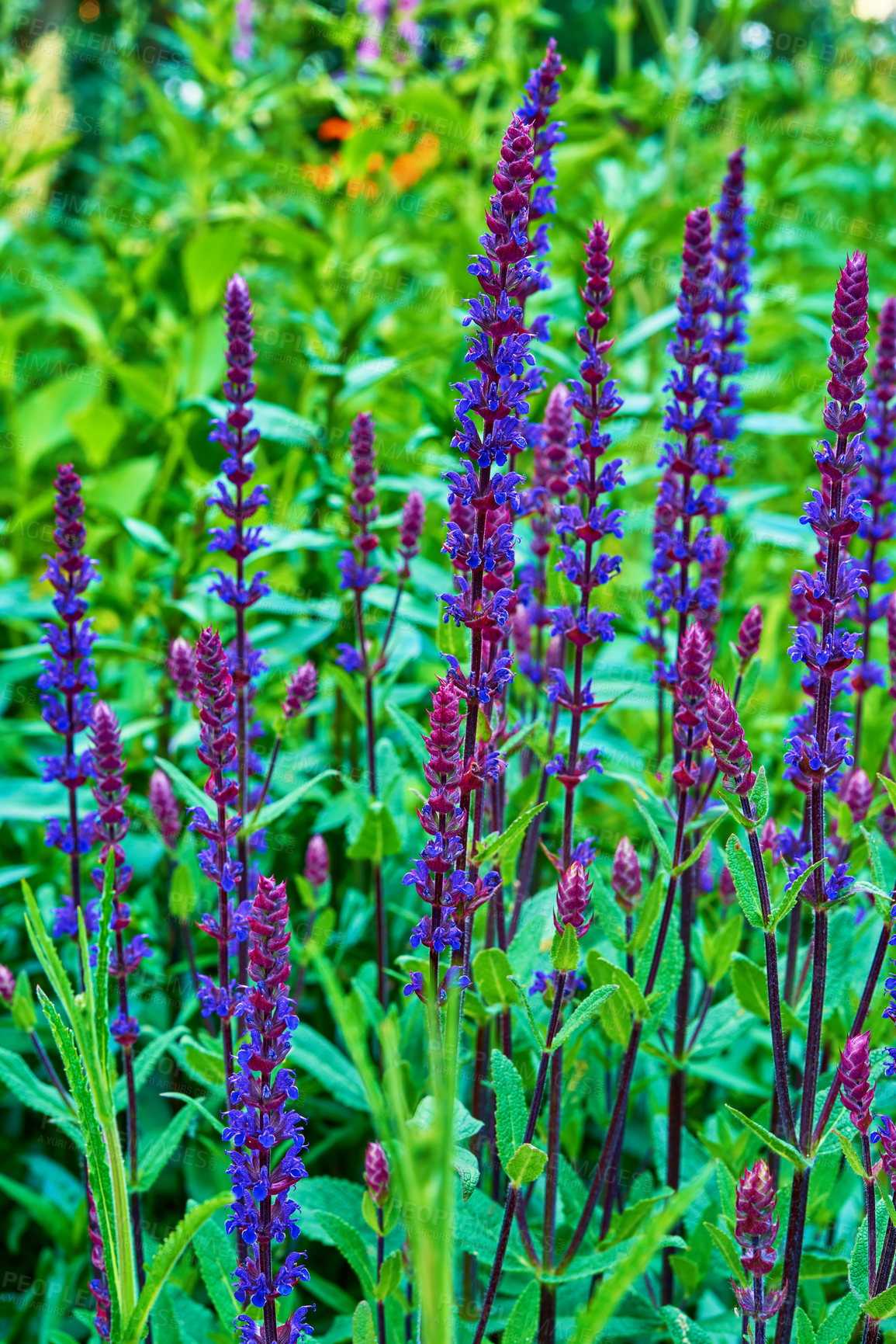 Buy stock photo Foxgloves in full bloom in a lush backyard in summer. Digitalis purpurea growing in a botanical garden in nature. Flowering plants blossoming in a green grassy field. Flora blooming