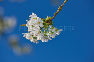 Buy stock photo Closeup of a branch of white apple blossoms against a blue sky background. Low angle of delicate blossoming fruit tree in spring. Blooming Mirabelle plum tree growing in a garden on a summer day. 