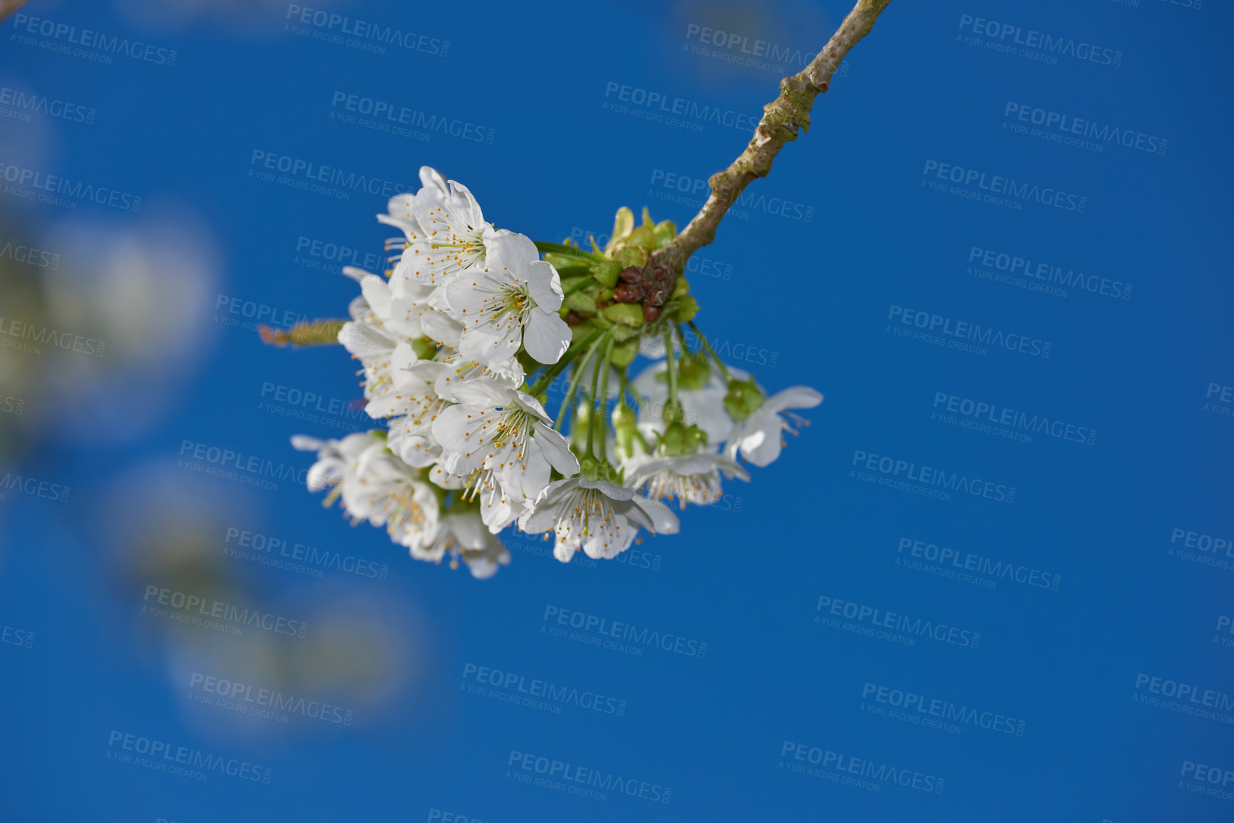 Buy stock photo Closeup of a branch of white apple blossoms against a blue sky background. Low angle of delicate blossoming fruit tree in spring. Blooming Mirabelle plum tree growing in a garden on a summer day. 