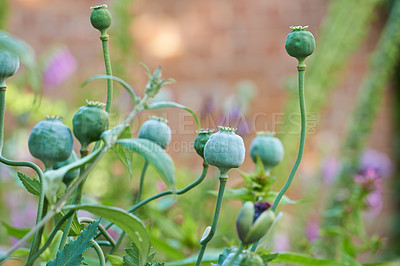 Buy stock photo Poppies blooming in the countryside - Denmark