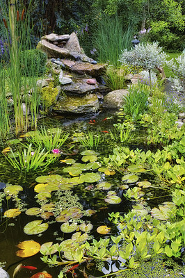 Buy stock photo Lilly pads, water plants, reeds and succulents growing in a koi fish japanese pond in a home backyard. View of a tranquil, calm and serene lake feature in covered in fresh green flora in the garden