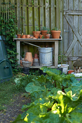 Buy stock photo Horticulture and growing fresh herbs and vegetables in a private and secluded backyard at home in summer. Green spinach, garden rhubarb and pot plants. Passionate about gardening hobby and pastime