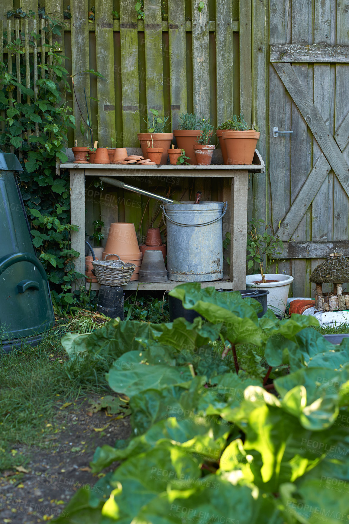 Buy stock photo Horticulture and growing fresh herbs and vegetables in a private and secluded backyard at home in summer. Green spinach, garden rhubarb and pot plants. Passionate about gardening hobby and pastime