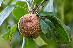 Fresh apple in the garden