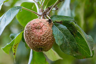 Buy stock photo Environment, rotten and apple on tree in nature for disease, orchard harvest and agriculture. Sustainability, pathogen and spring with moniliasis fruit in countryside for damage crop, farm and garden