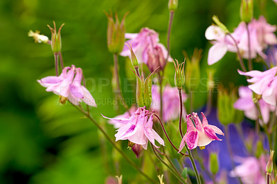 Buy stock photo Closeup of vibrant, pink columbine flowers blossoming and growing in remote field or home garden. Group of delicate, fresh aquilegia granny bonnet plants blooming, flowering on green stems in backyard