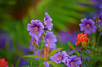 Meadow Geranium - also Geranium pratense -  JohnsonÂ´s Blue