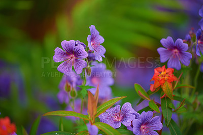 Buy stock photo Beautiful meadow cranesbill growing in a botanical garden in summer. Meadow geranium blooming on green grassy field in spring. Pretty flowering plants budding in a natural environment. Growing flora